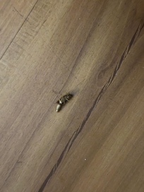 Cockroach #3