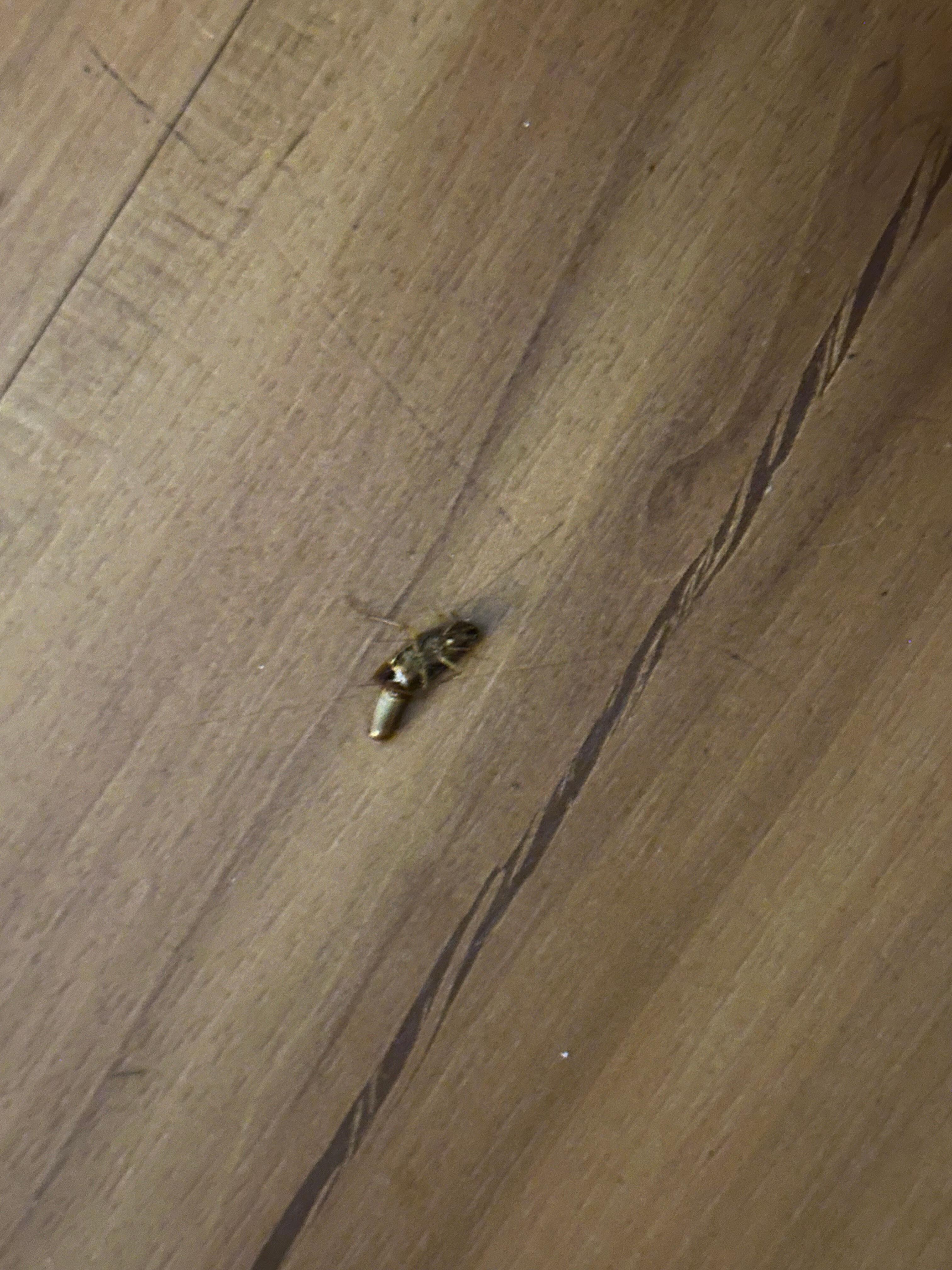 Cockroach #3