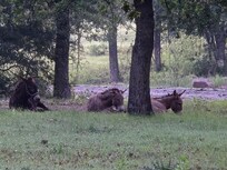 Donkeys
