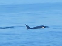 Orcas!