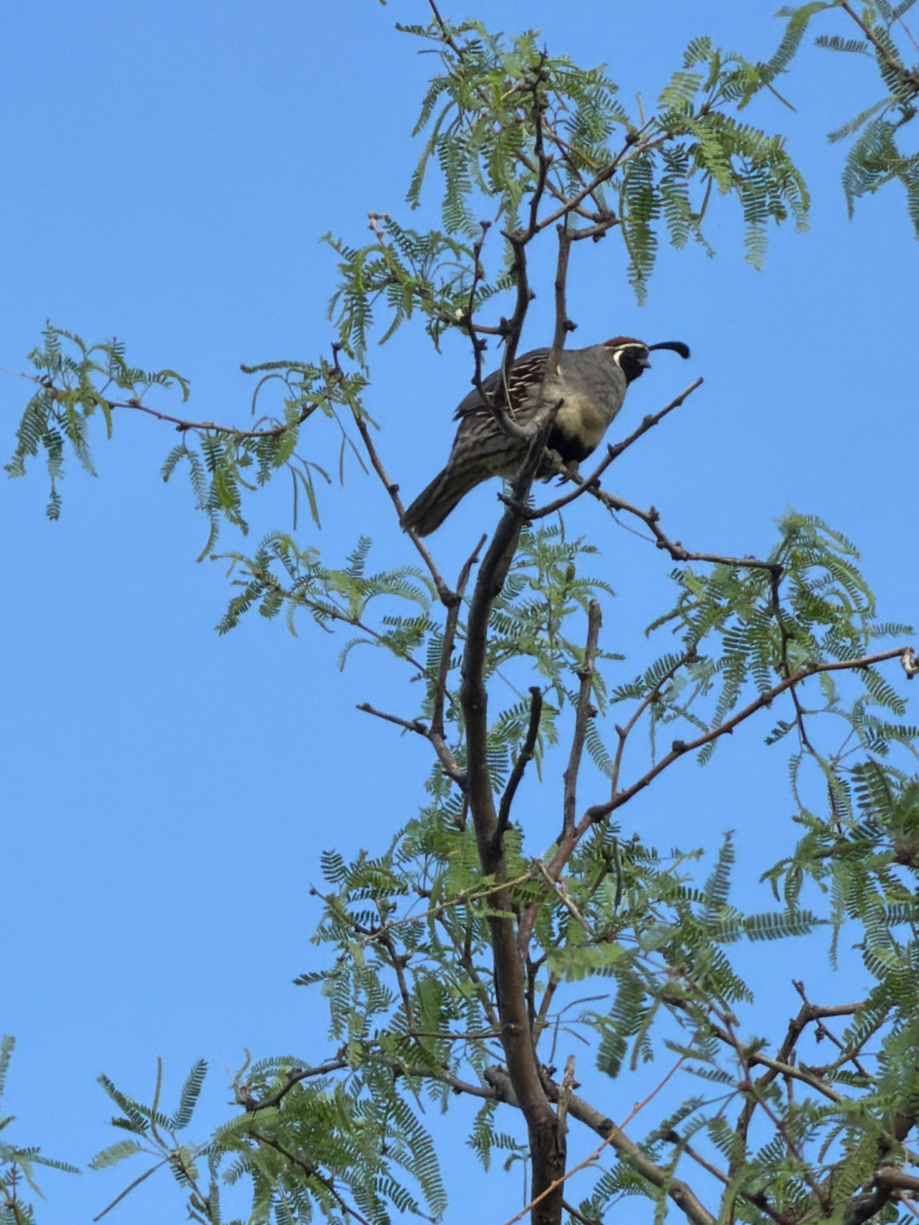 This quail was one of the many birds singing “good morning” on the Canoa Hills trail. 