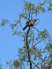 This quail was one of the many birds singing “good morning” on the Canoa Hills trail.