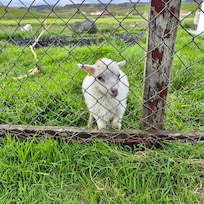 Baby goat