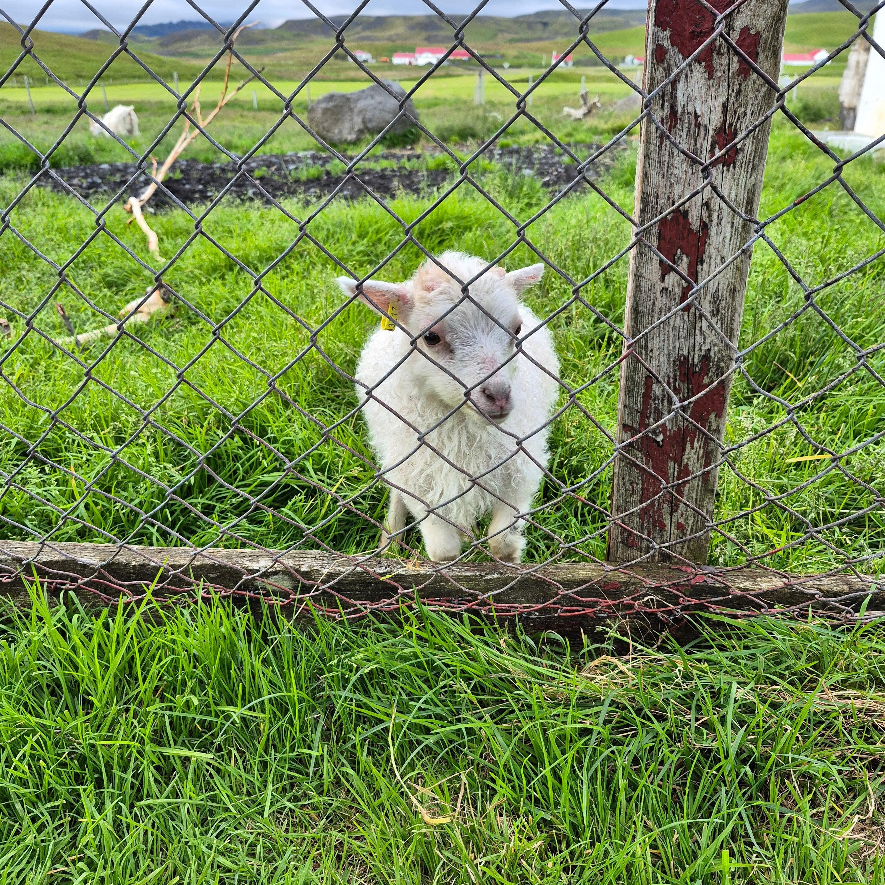 Baby goat