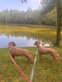 Our 4 legged humans loved it too.