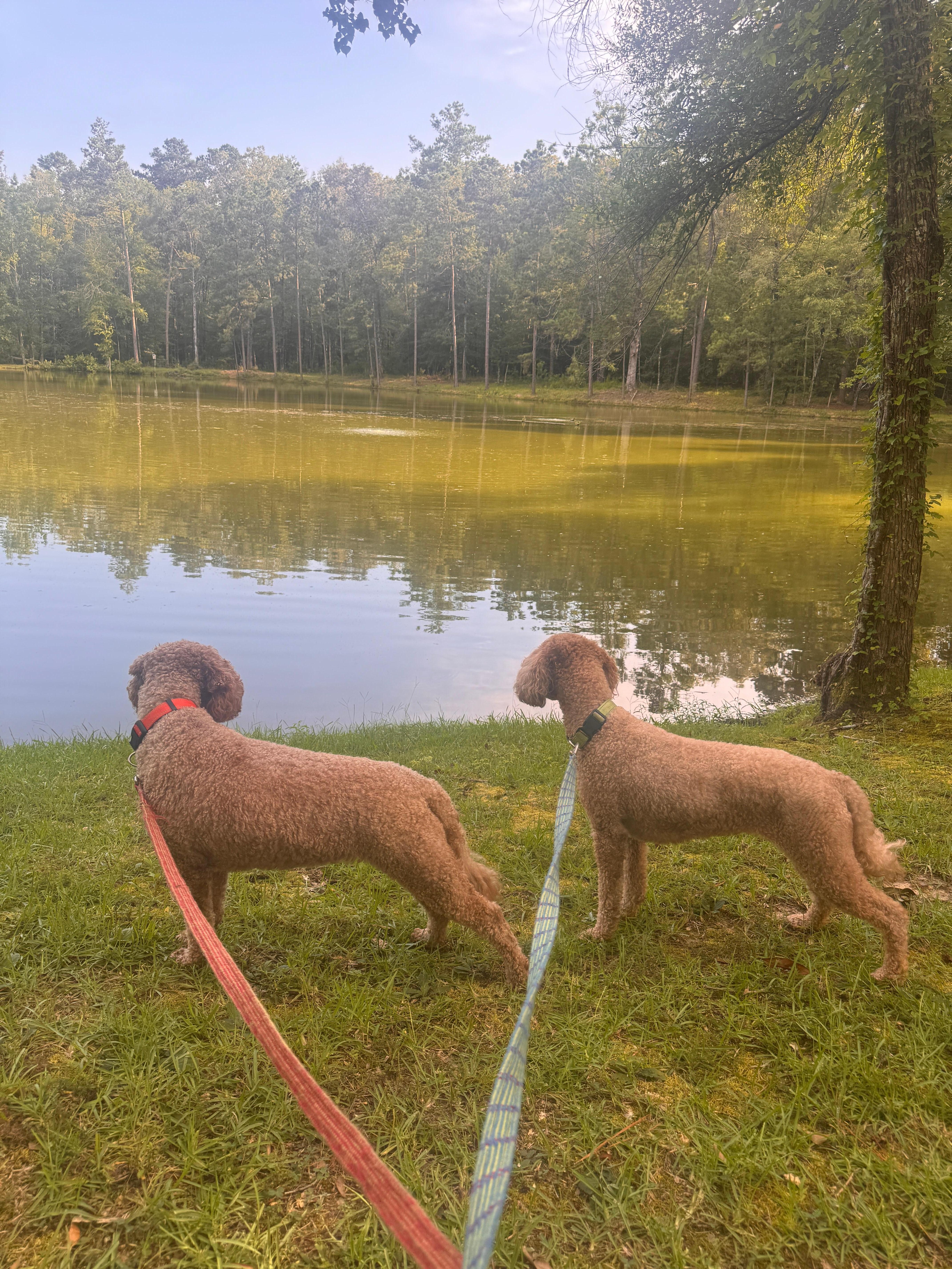 Our 4 legged humans loved it too.
