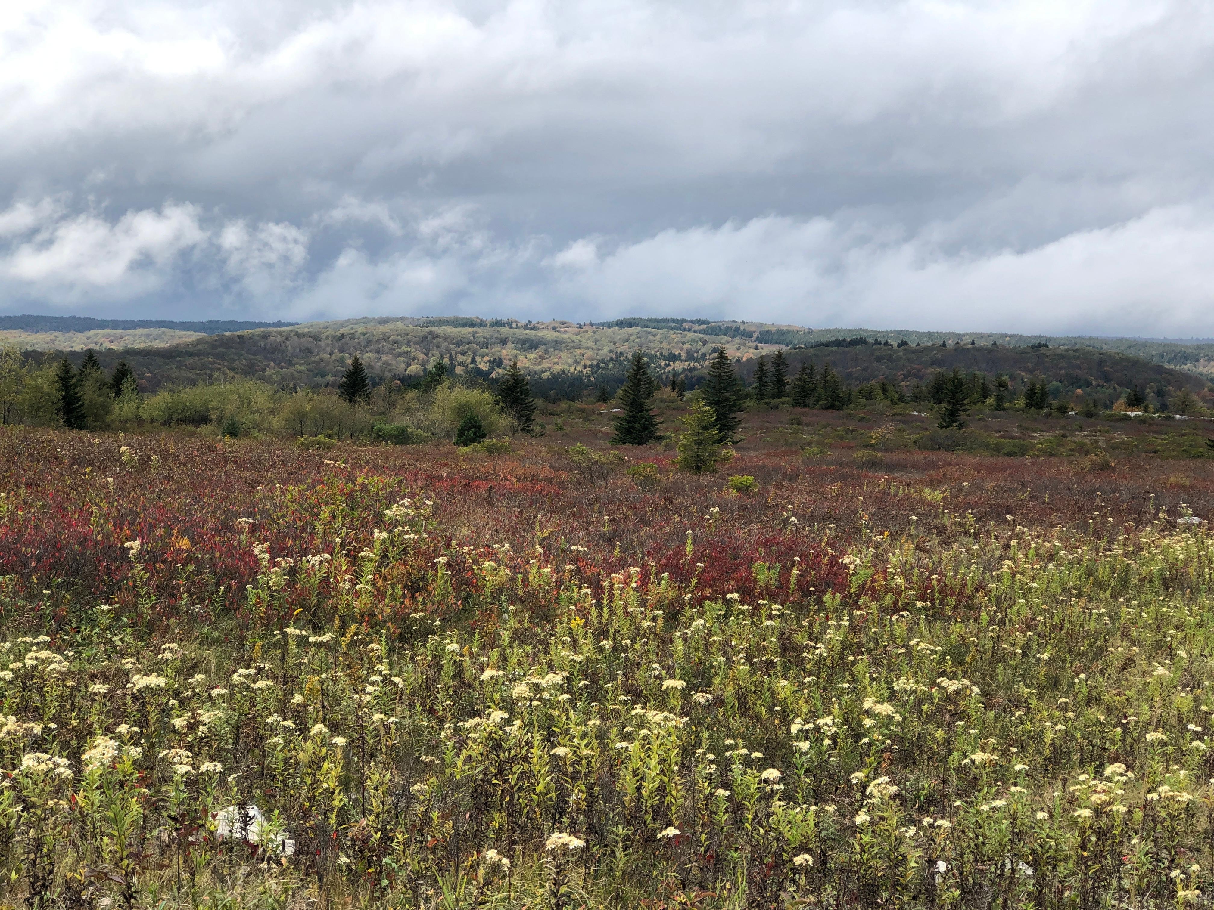 Dolly Sods meadow
