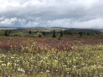 Dolly Sods meadow