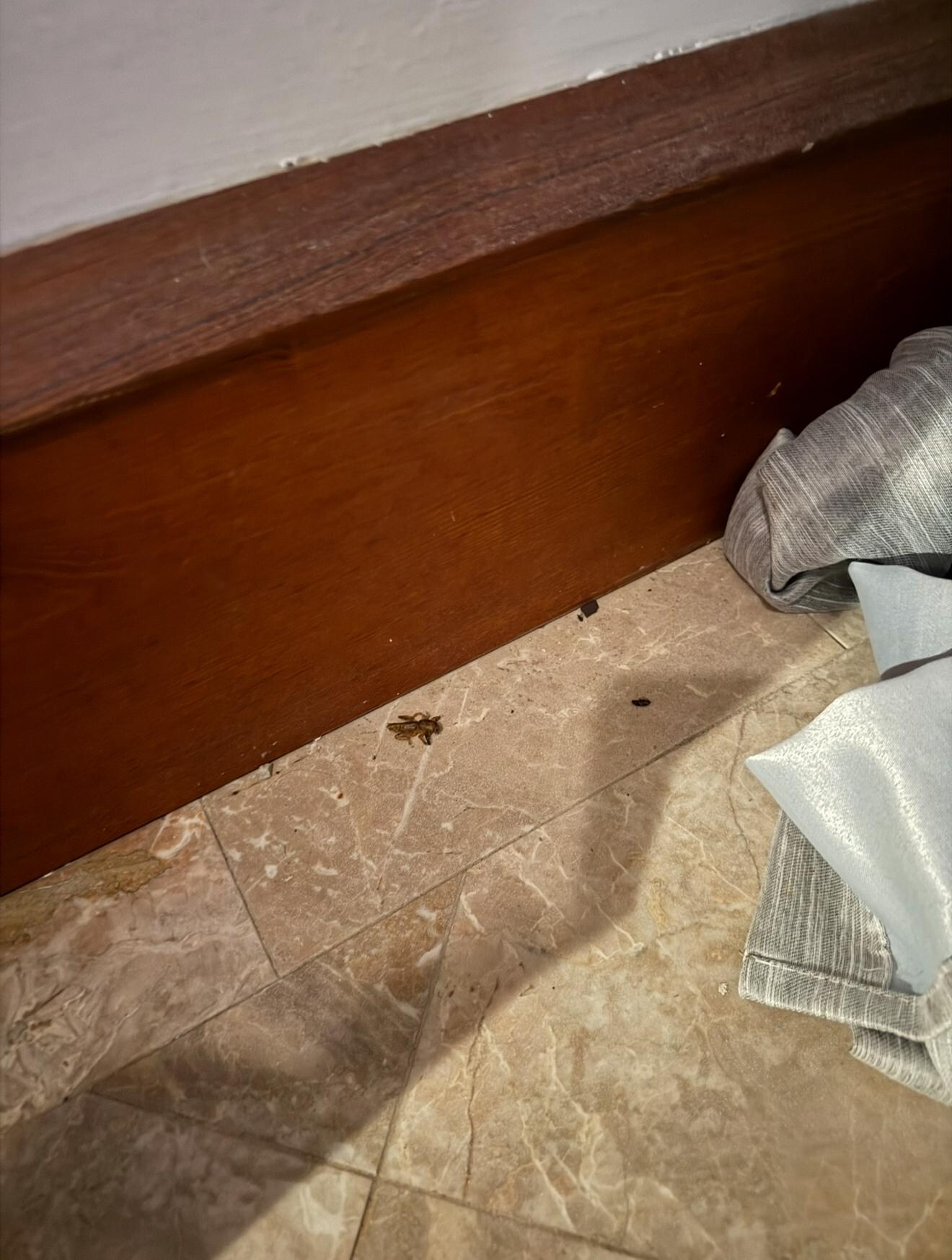 Roach