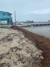 Sargassum in front of central park