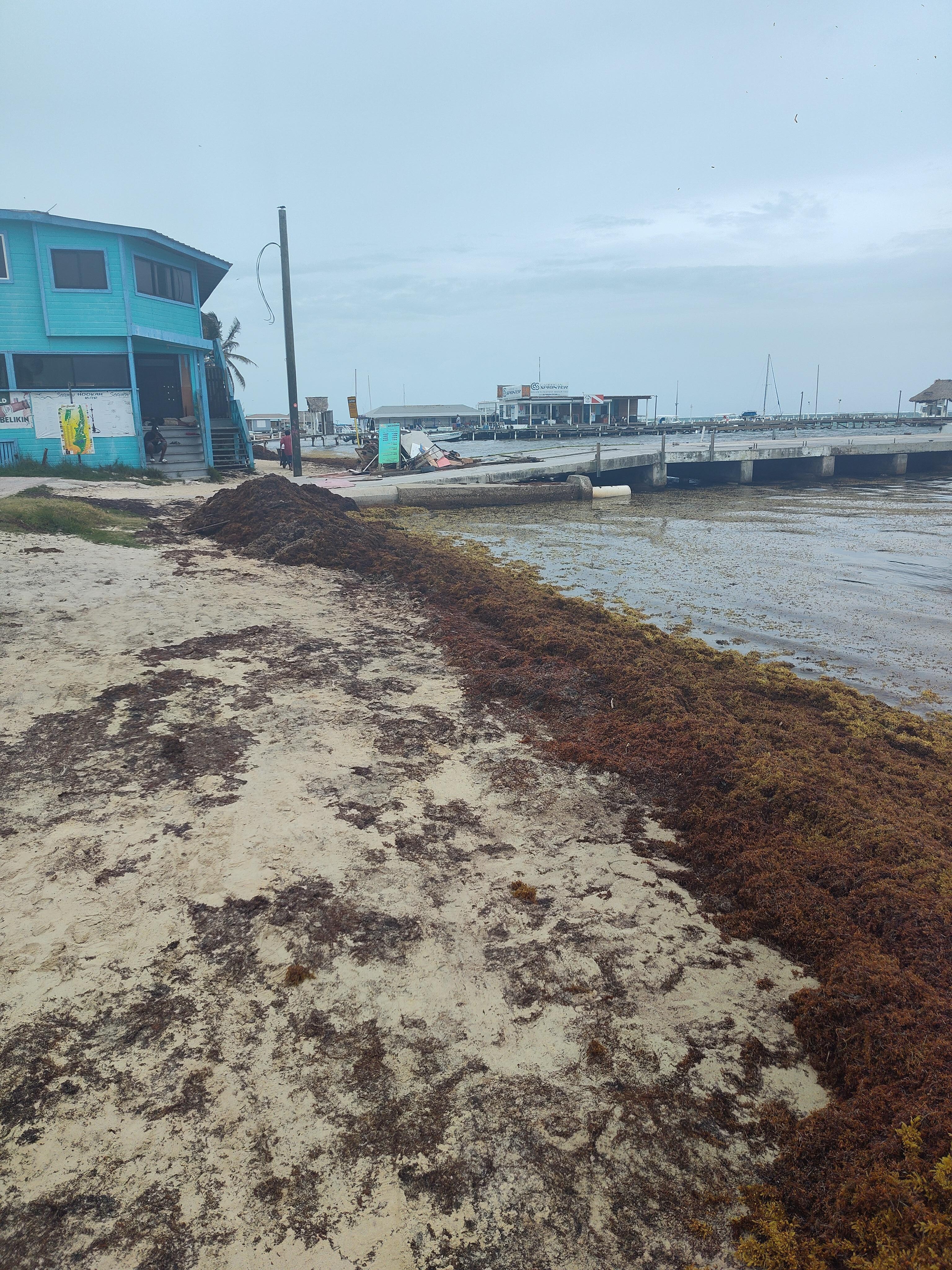 Sargassum in front of central park 