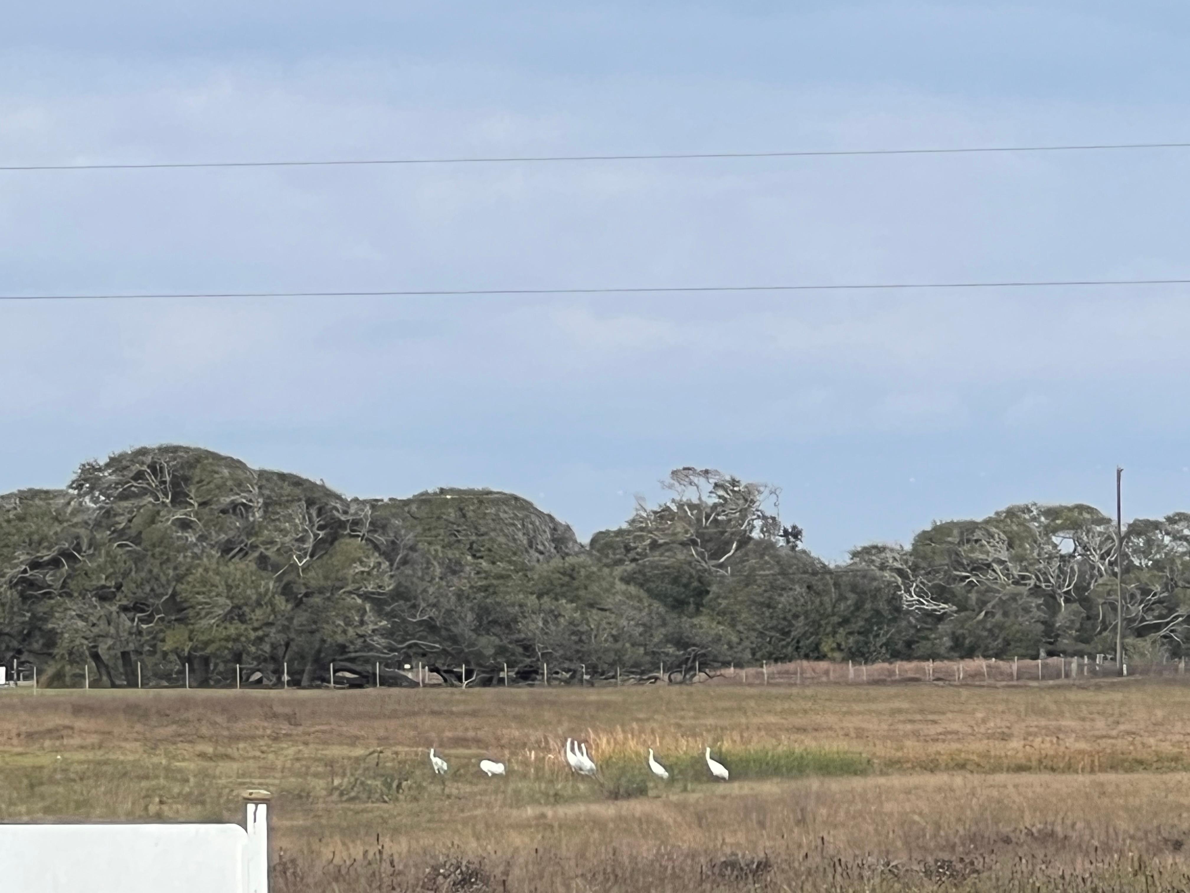 Pond view from the deck
