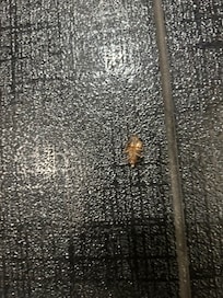 Roach in the bathroom