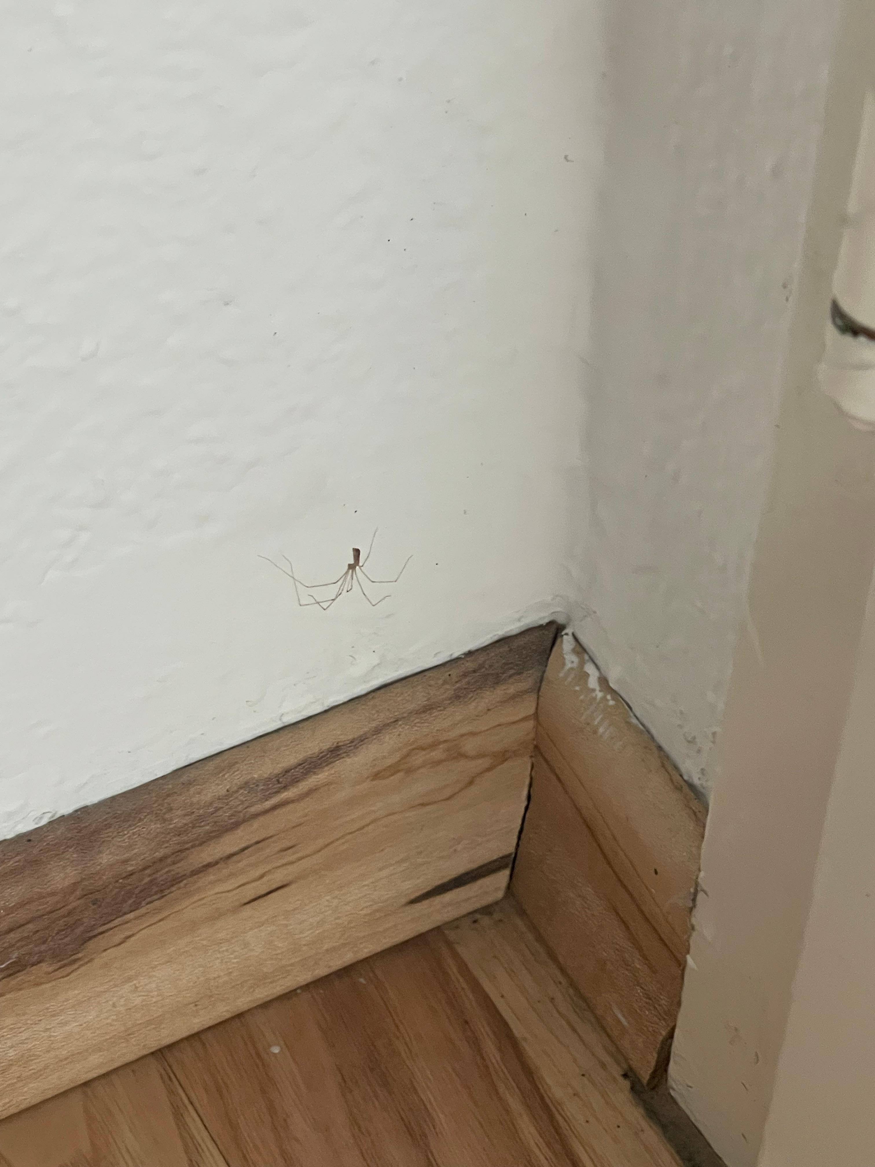 Spiders in multiple bedrooms