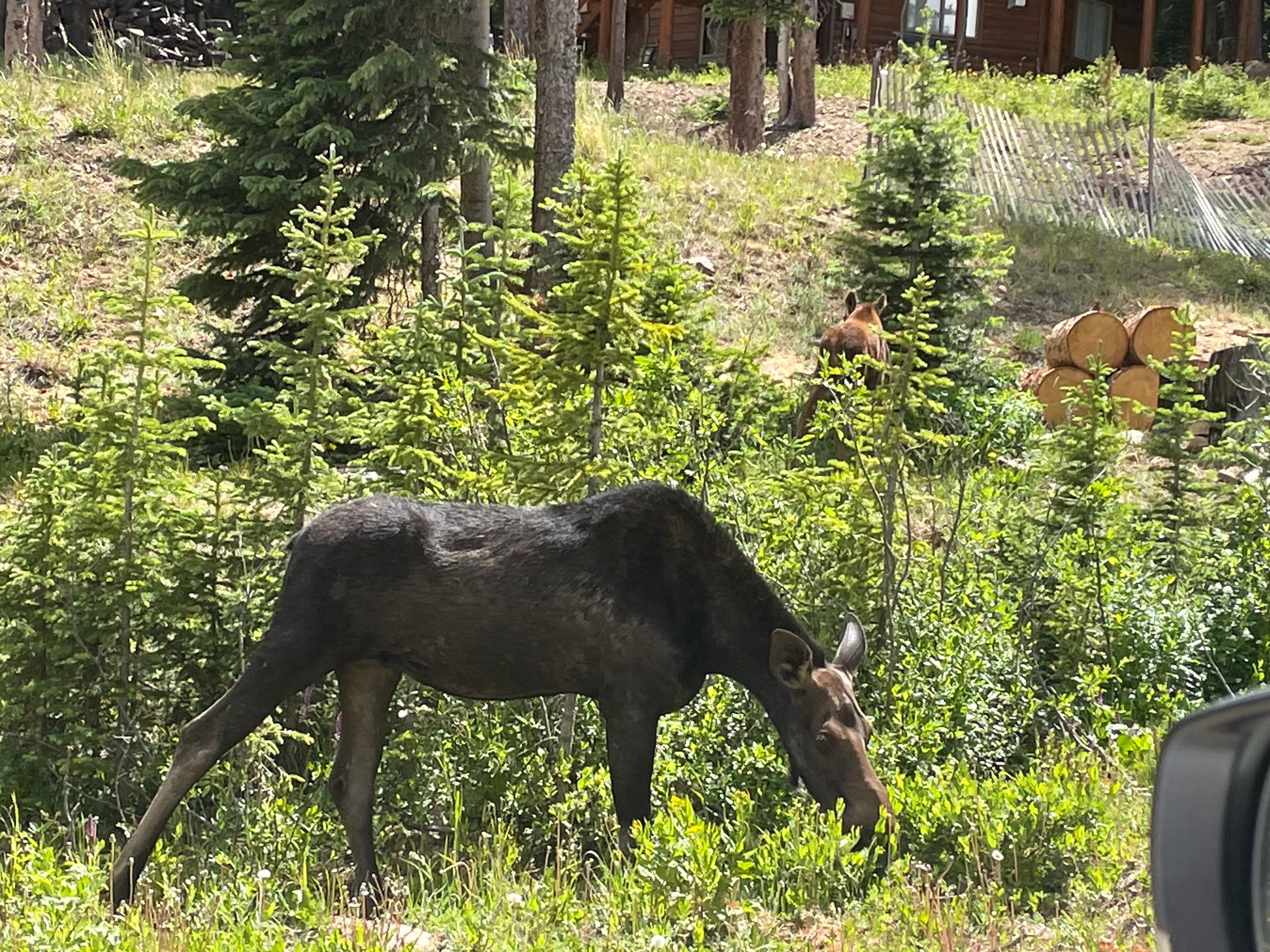 Momma moose