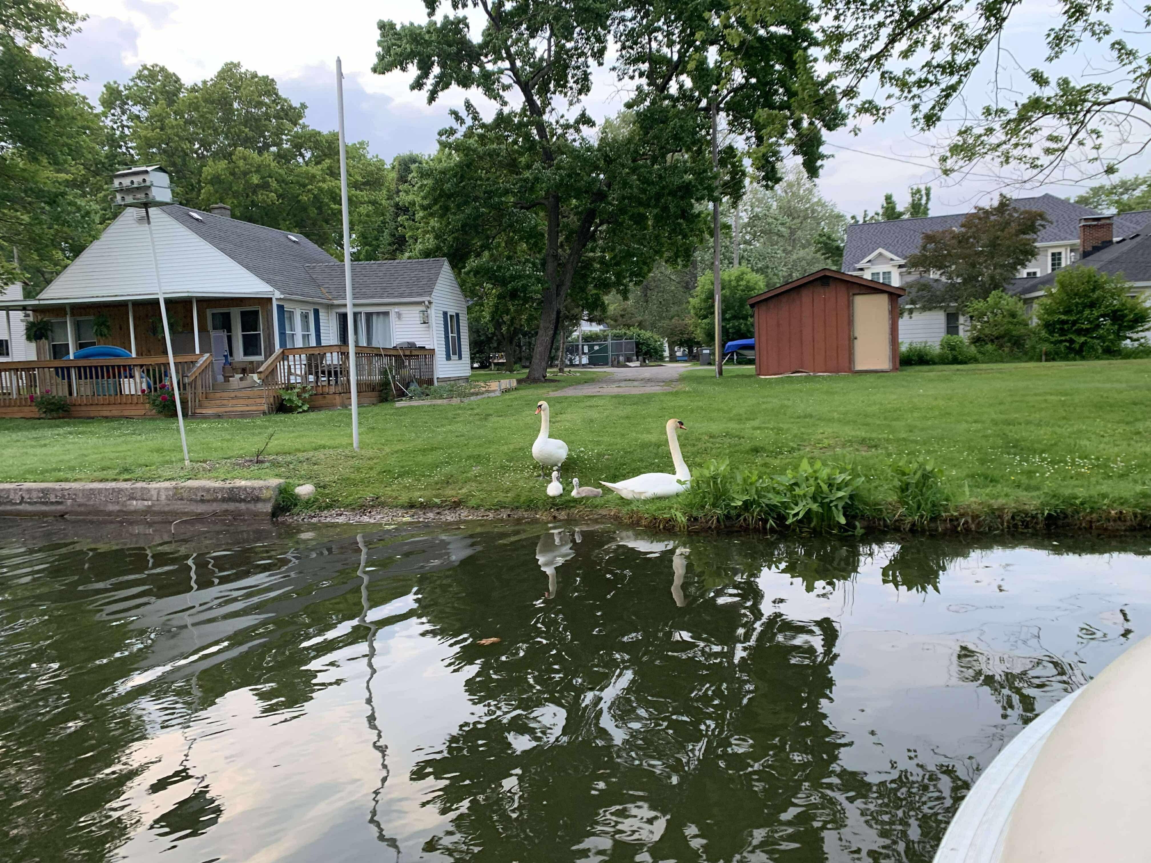 The Gun Lake swans that actually nest on a nearby channel. 