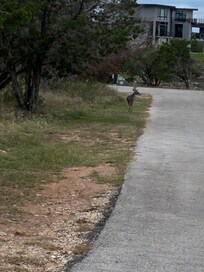 Looking towards the cup de sac from the driveway-deer crossing road. There are houses on the right side of the road & it is in its natural state on the left.