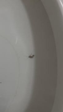 Roaches
