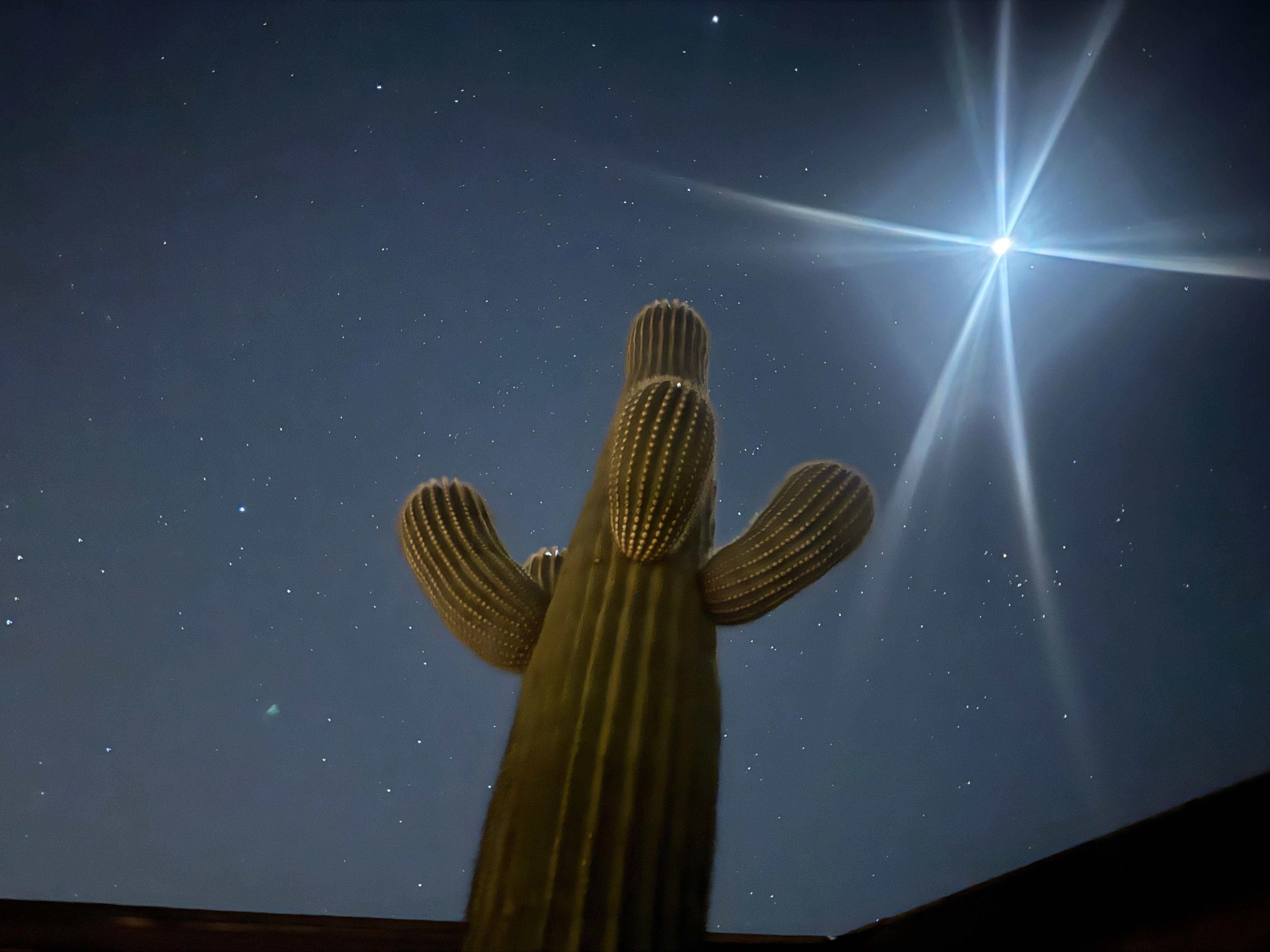 Cactus Carl flexes in the starry skies over the villa.