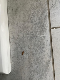 Roach 4