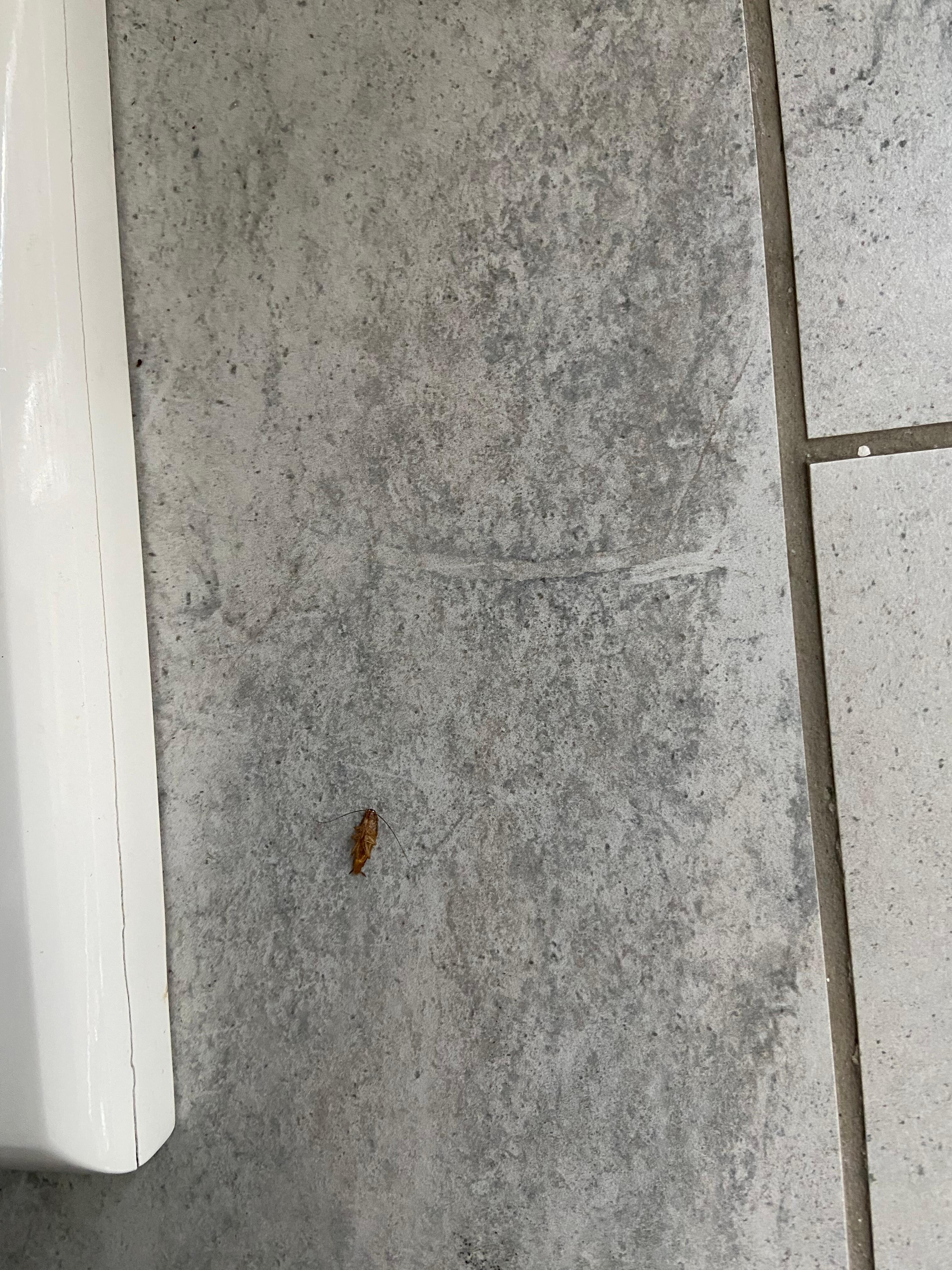 Roach 4