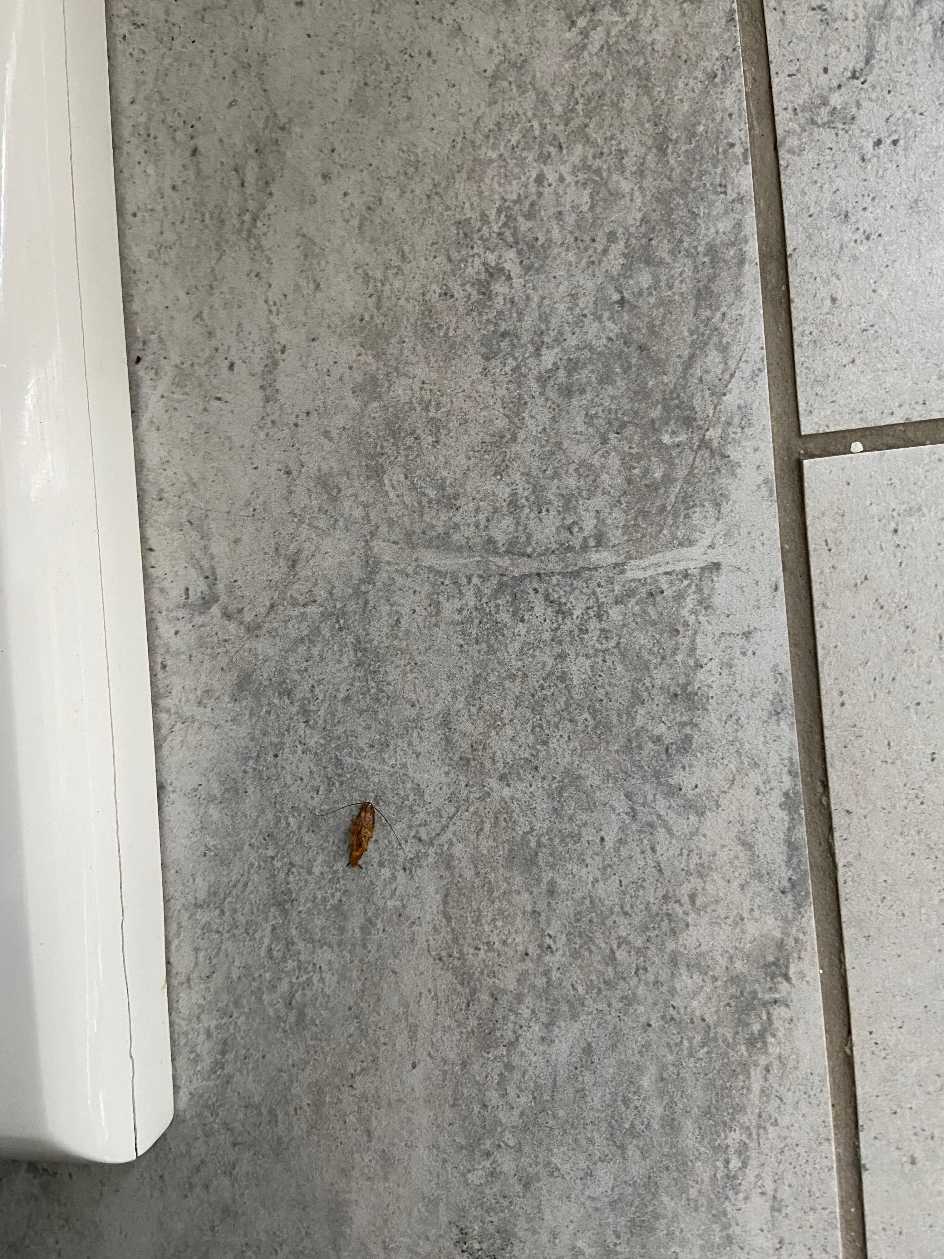 Roach 4
