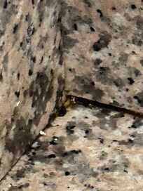 What appears to be droppings in corner of counter
