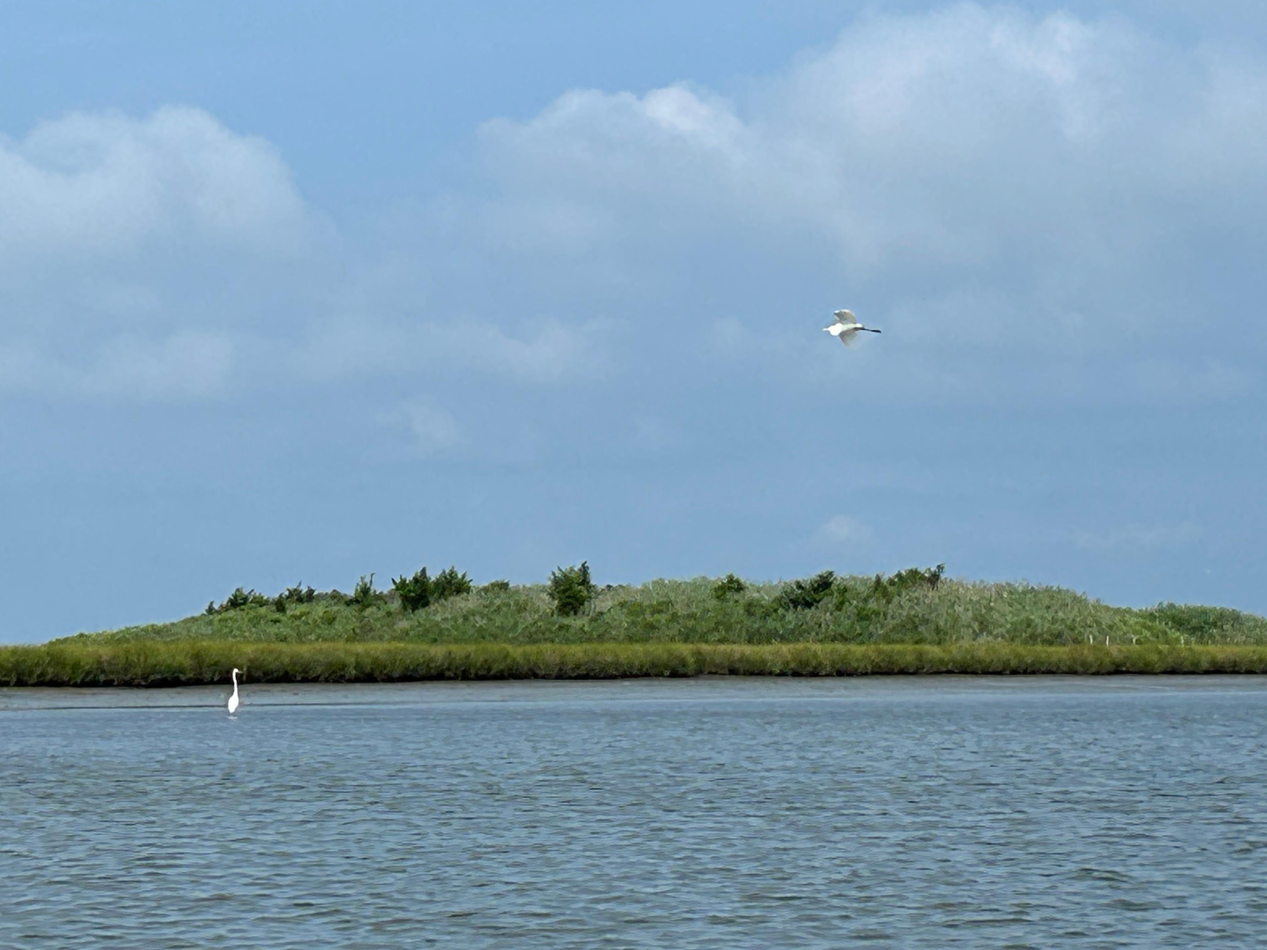 The Edwin Forsythe nature preserve