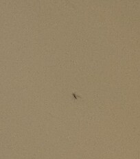 BUGS ON BED TABLES SOFA EVERYWHERE