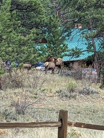 The welcoming elk.