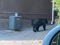Saw bears in the neighborhood !!