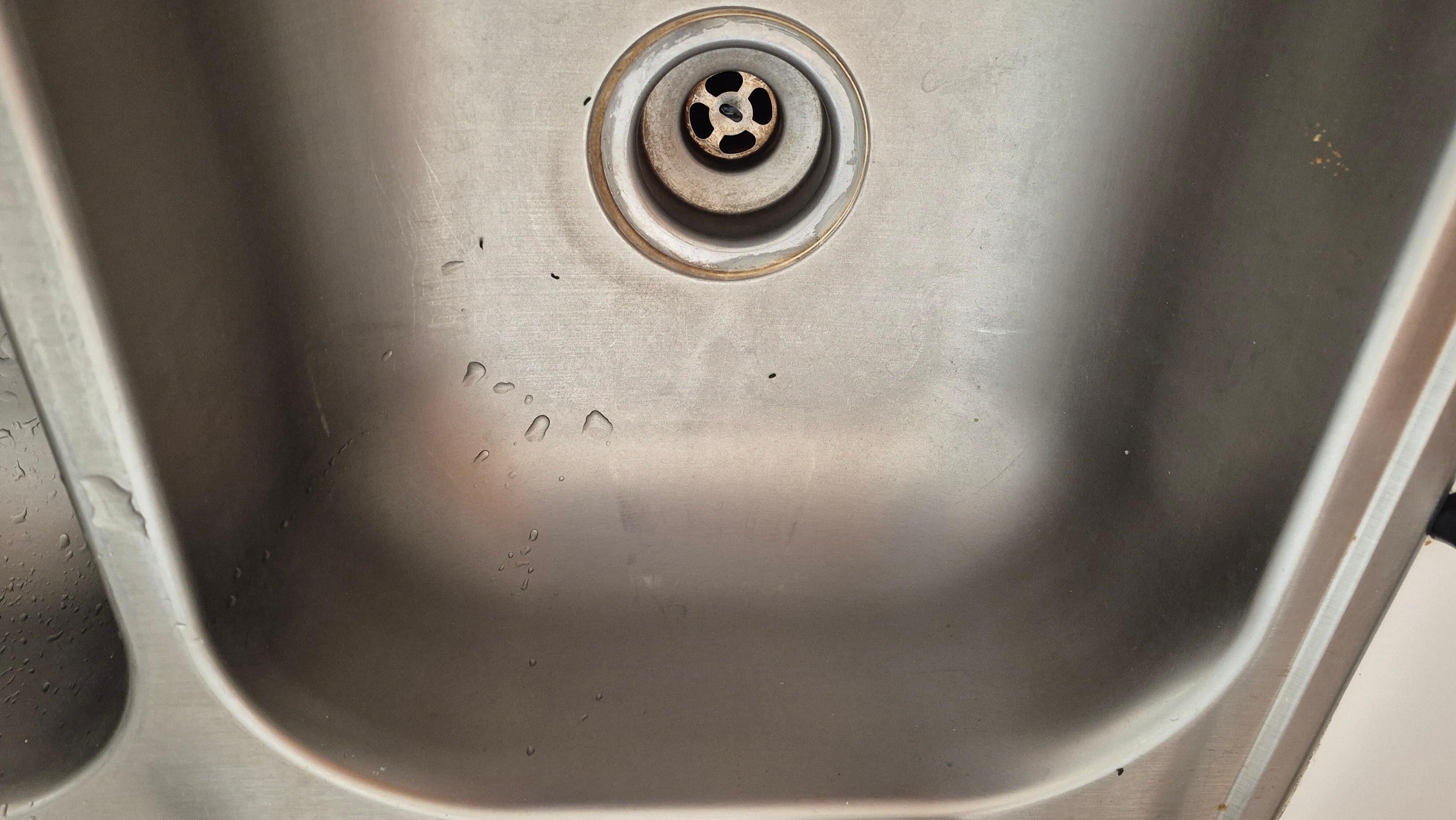 mouse feces in the kitchen sink