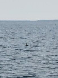 Sunrise with the ducks on the lake, and lots of different birds in the trees in the yard.