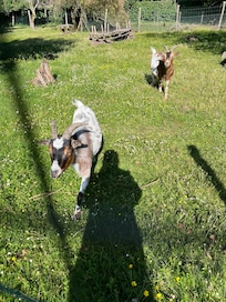 Mes copines du matin