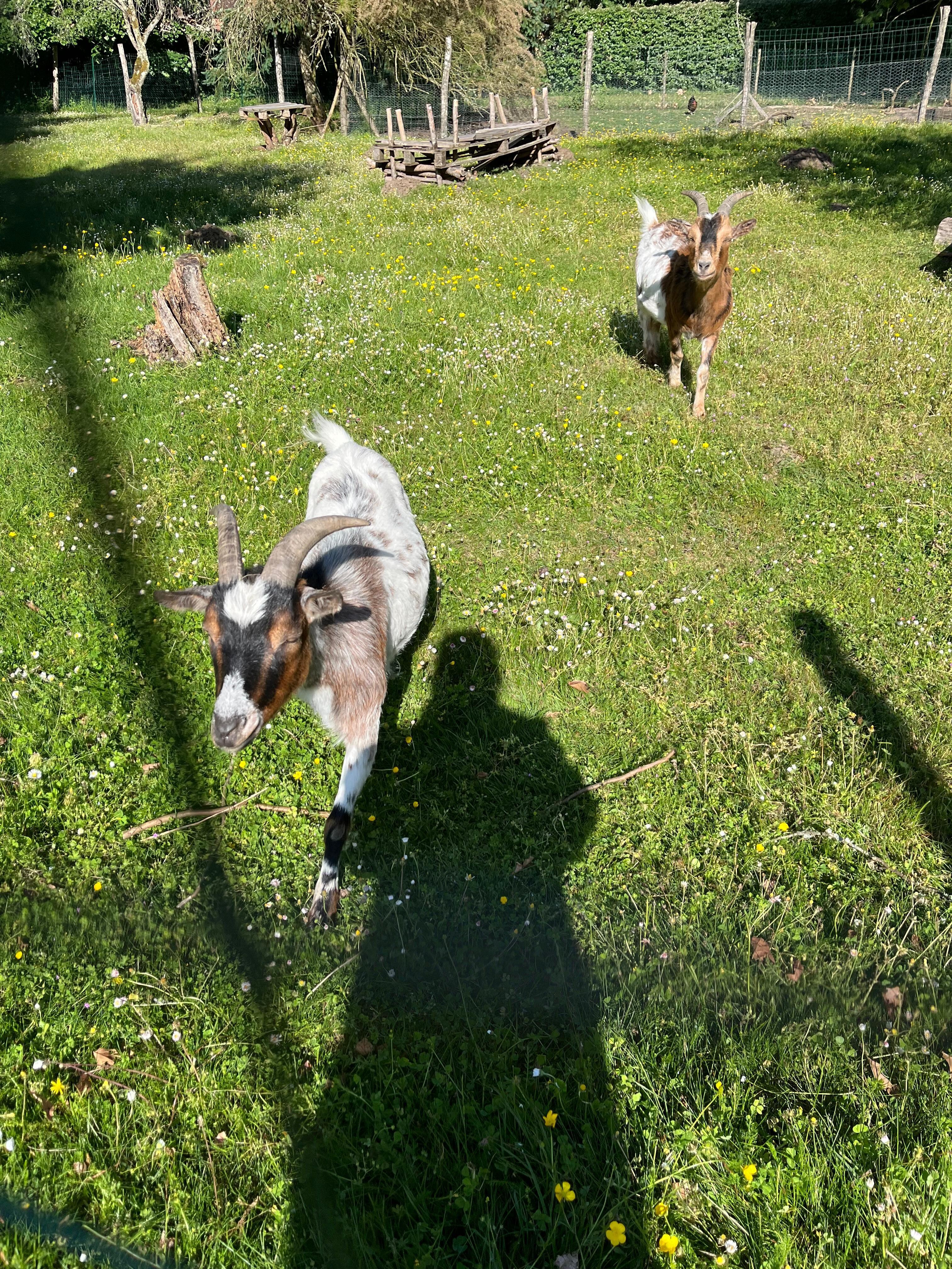 Mes copines du matin