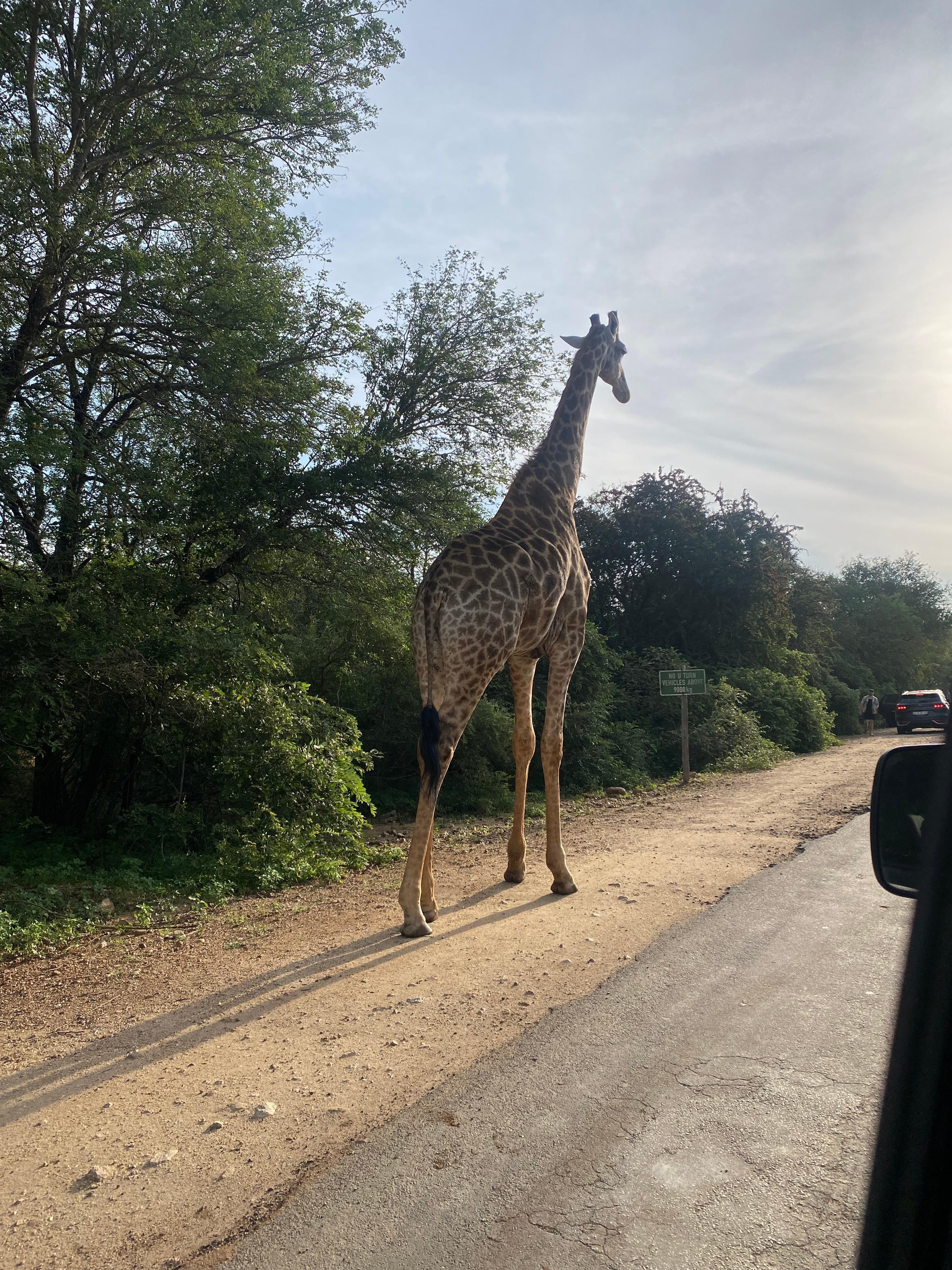 Giraffe on the way to the hostel in Marloth Park!