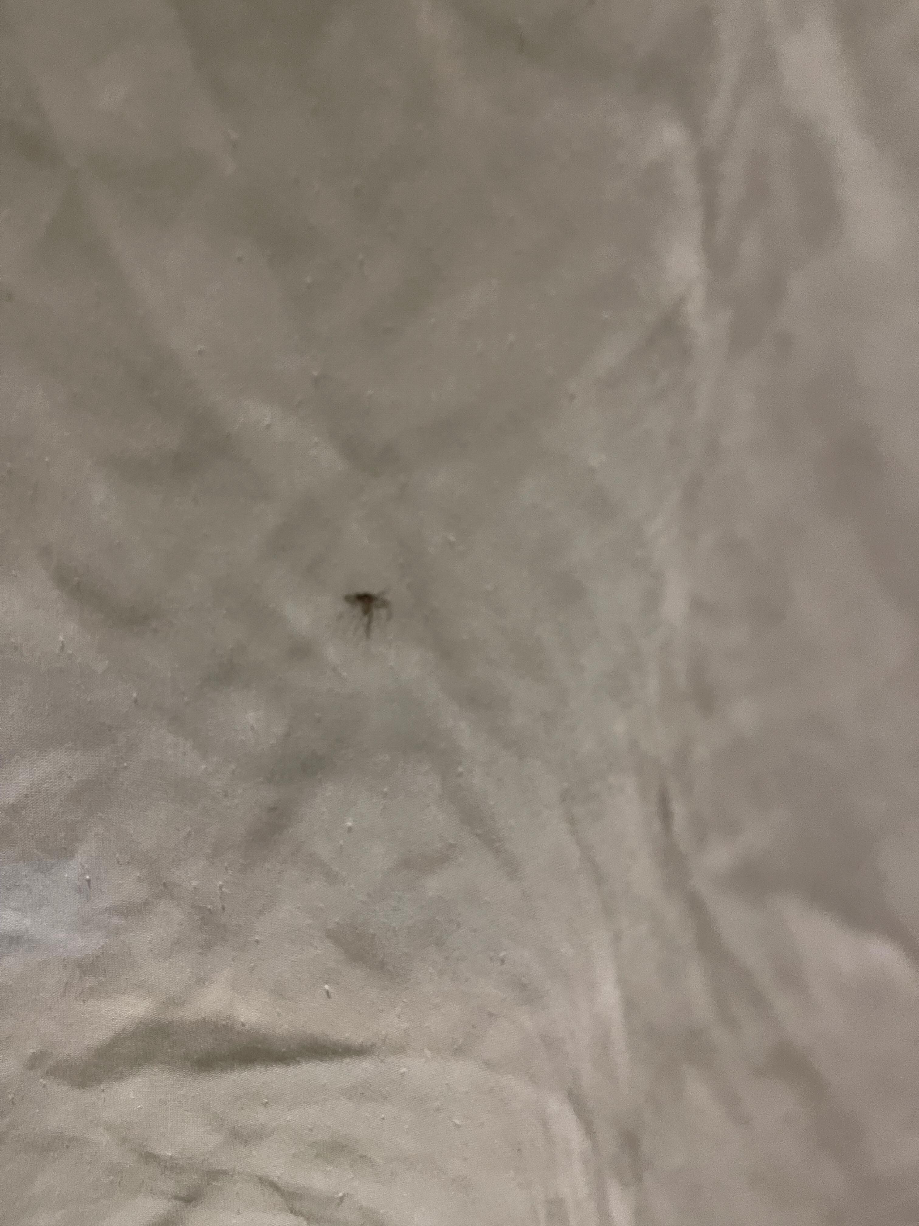 Mosquito dead in the curtains. 