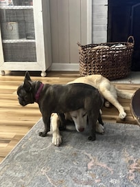 London showing our lab Charlotte whoâs boss