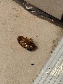 Bugs throughout room