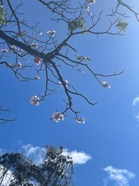 Lovely tree by my back door.