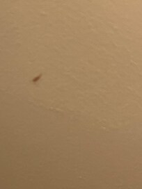 Another blood stain on ceiling