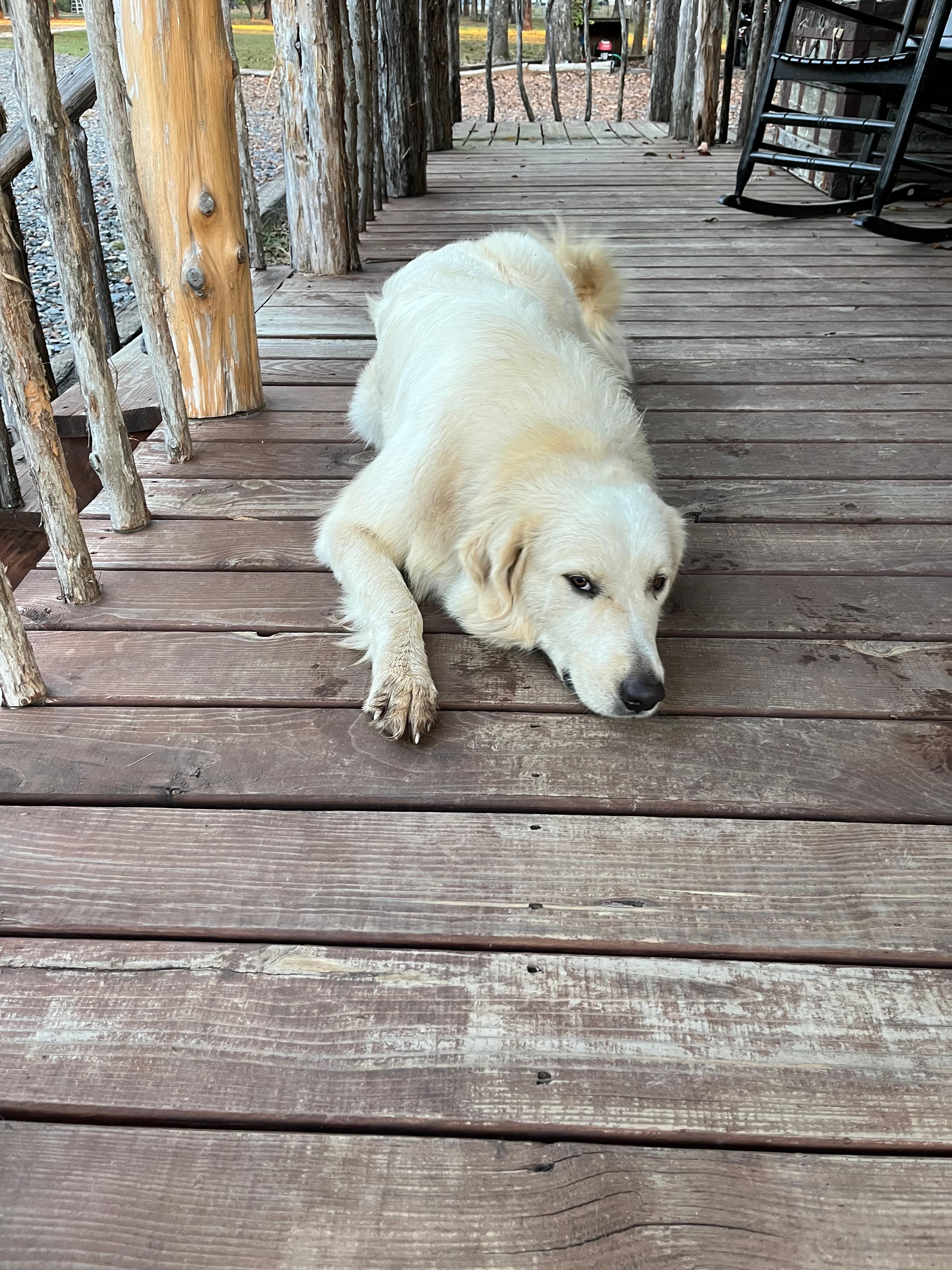 The friendliest dog ever! A loving visitor!