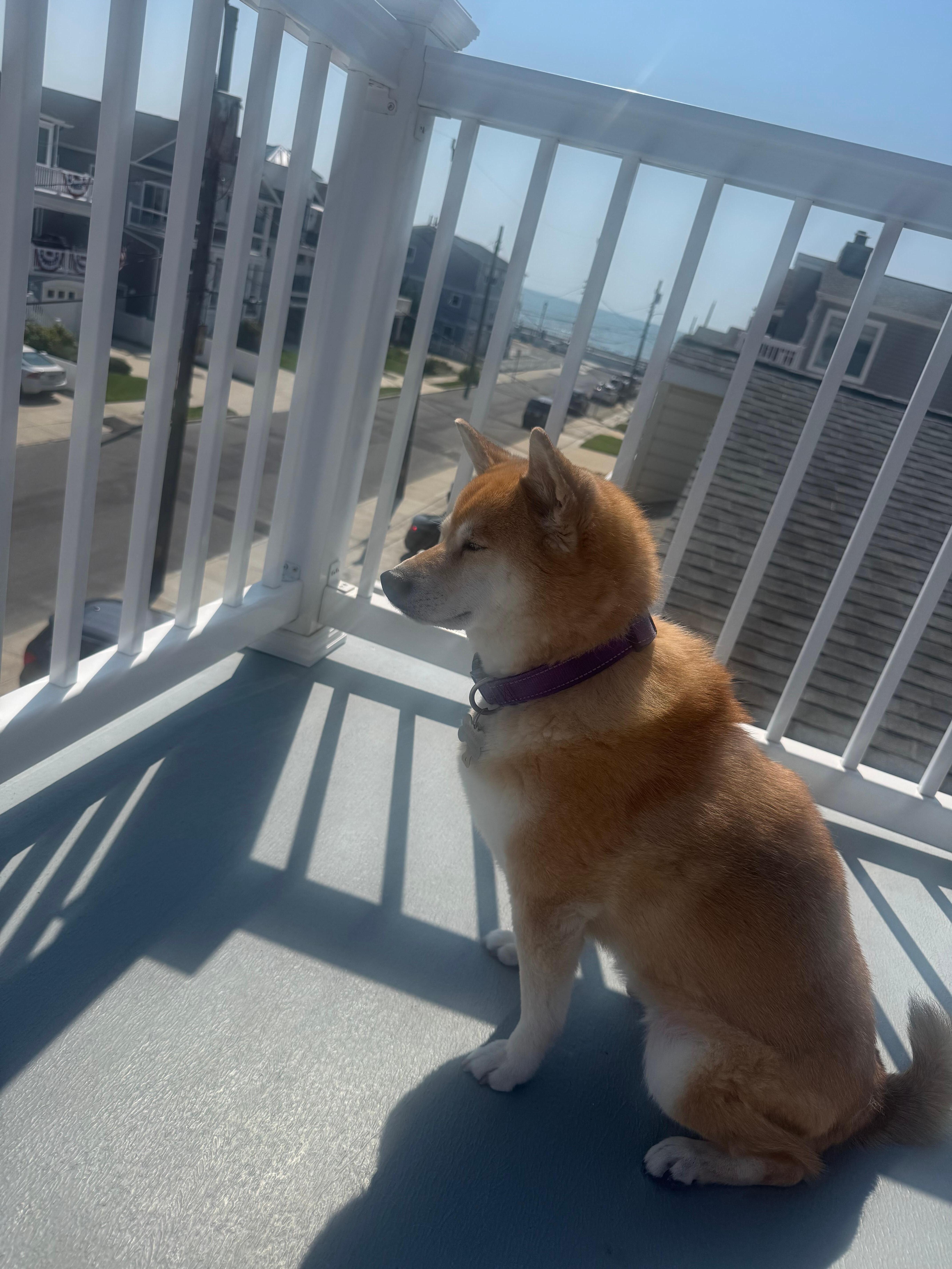 Dog was allowed (love that) and she loved it