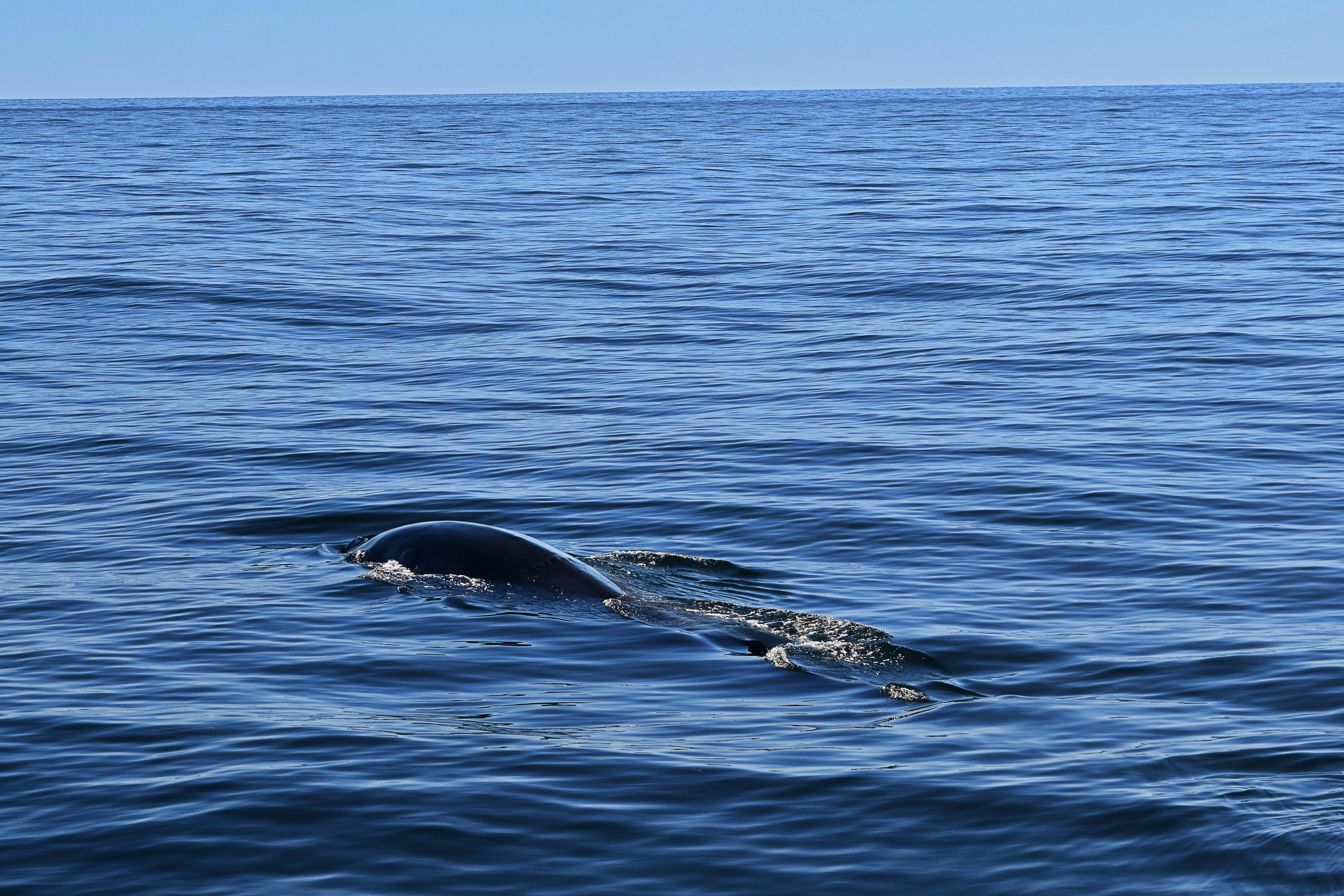 On our whale watch