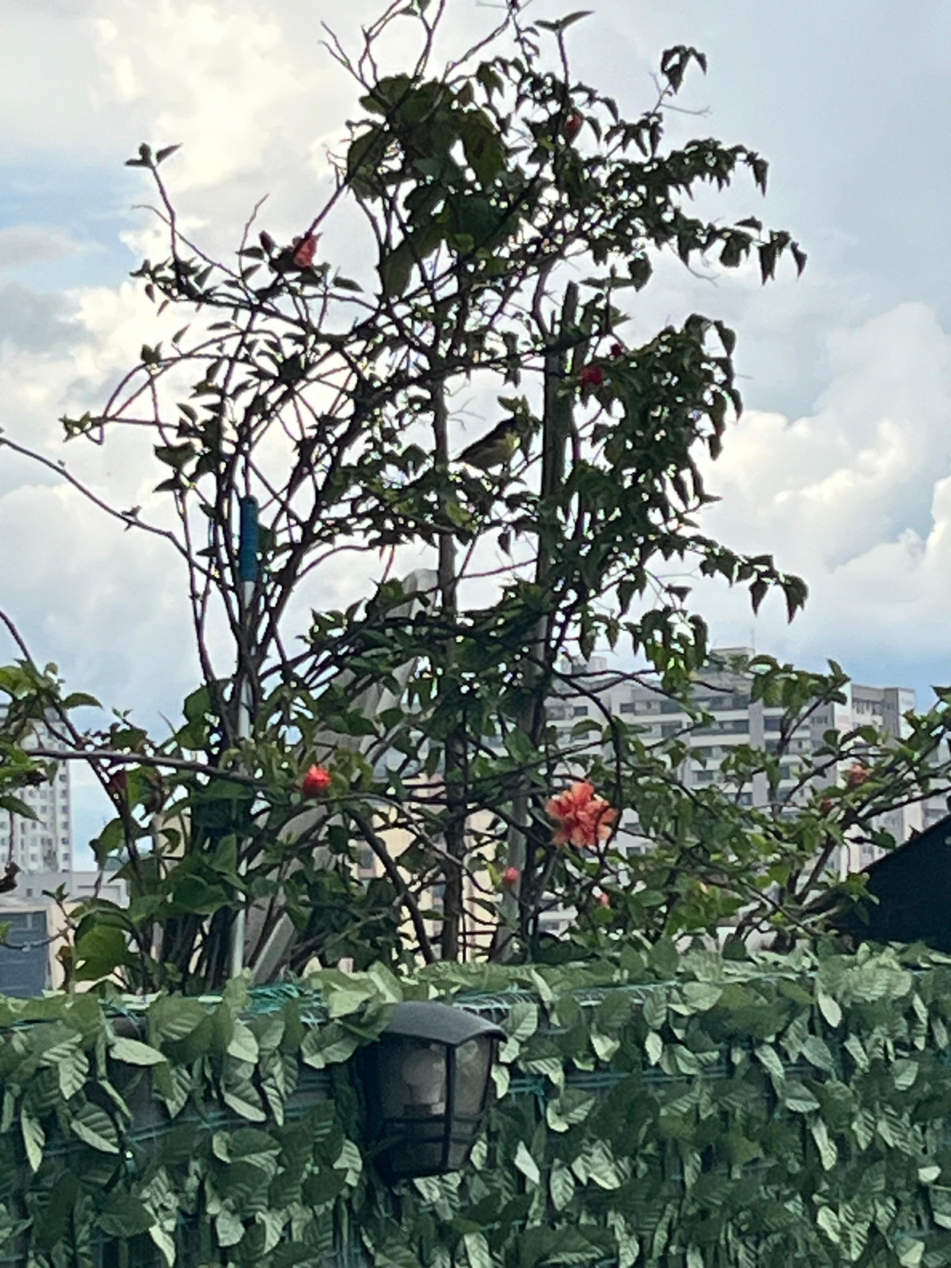 Roses growing on the roof 