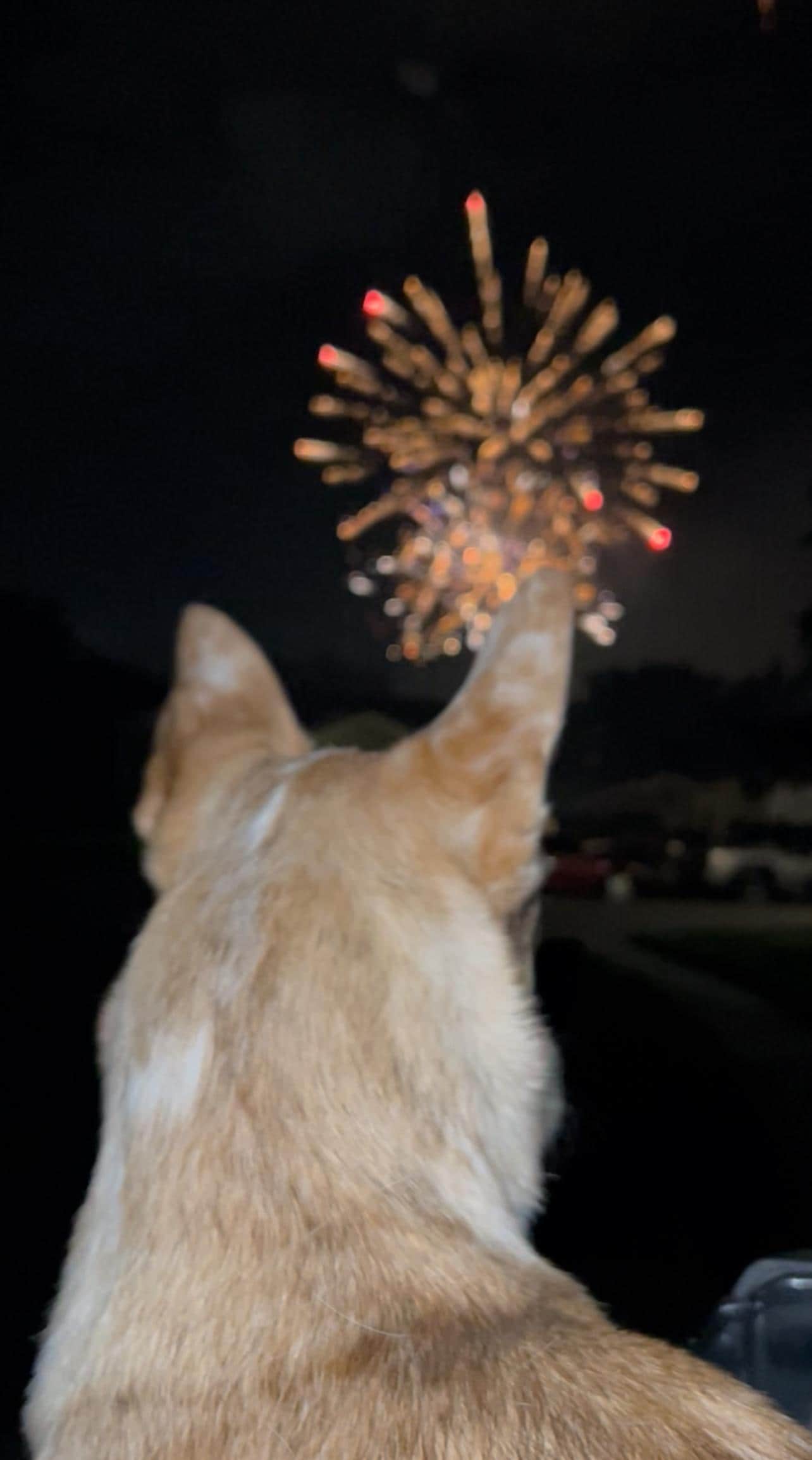 Our doggo loved the firework show!