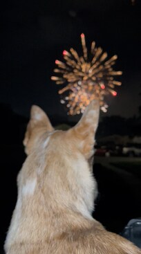 Our doggo loved the firework show!