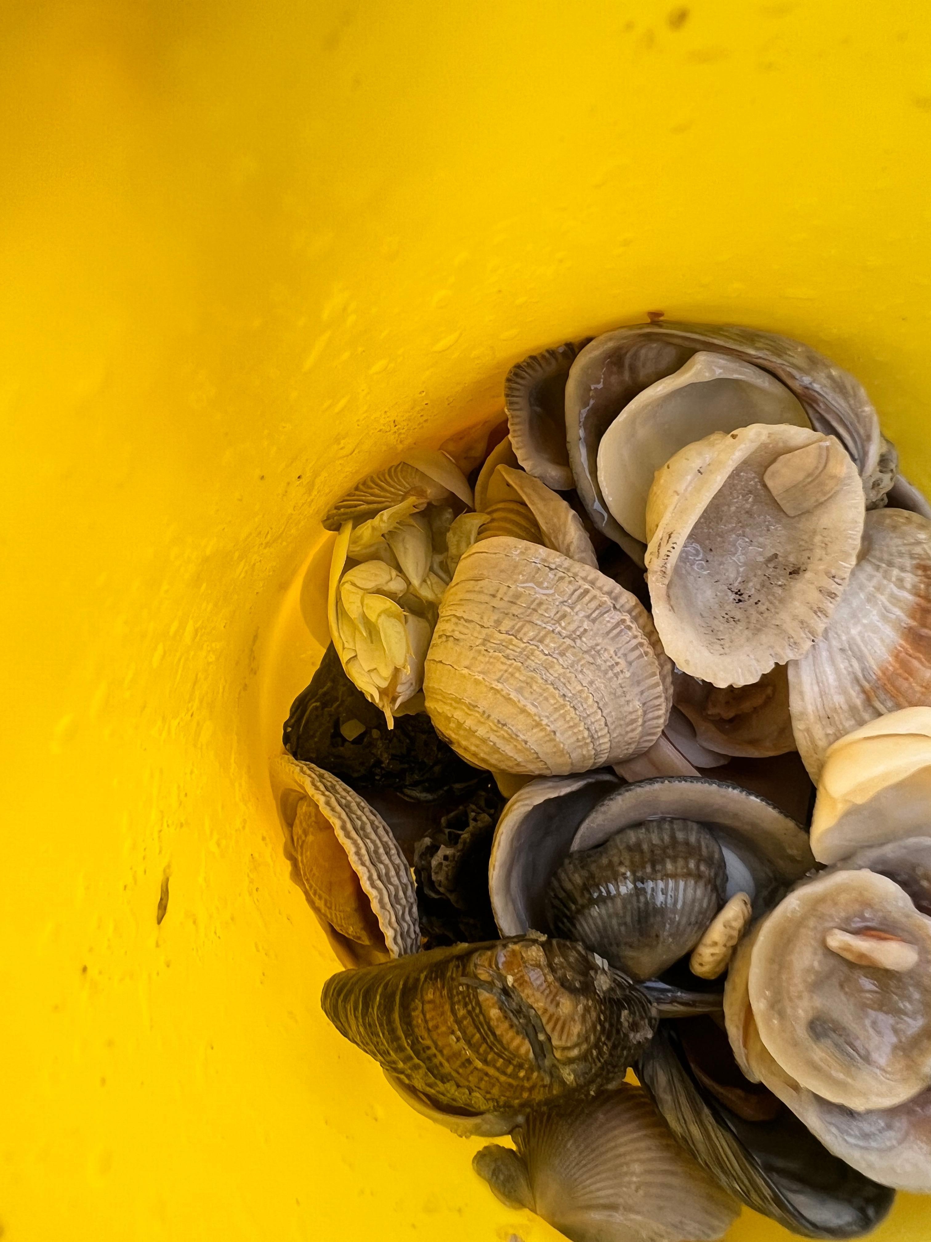 Just a small amount of shells that we found.  All different kinds.