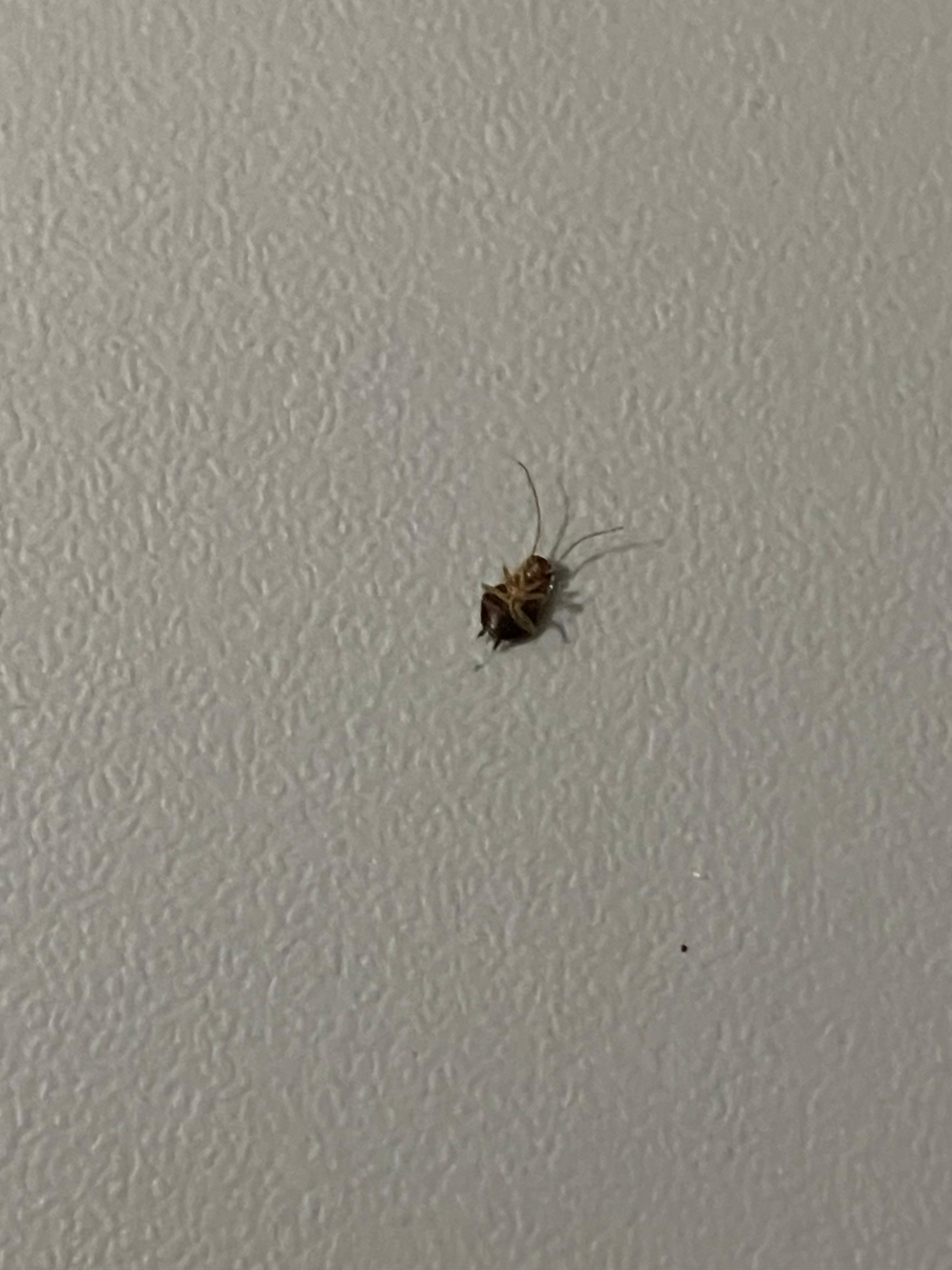 Oh hey little cockroach 