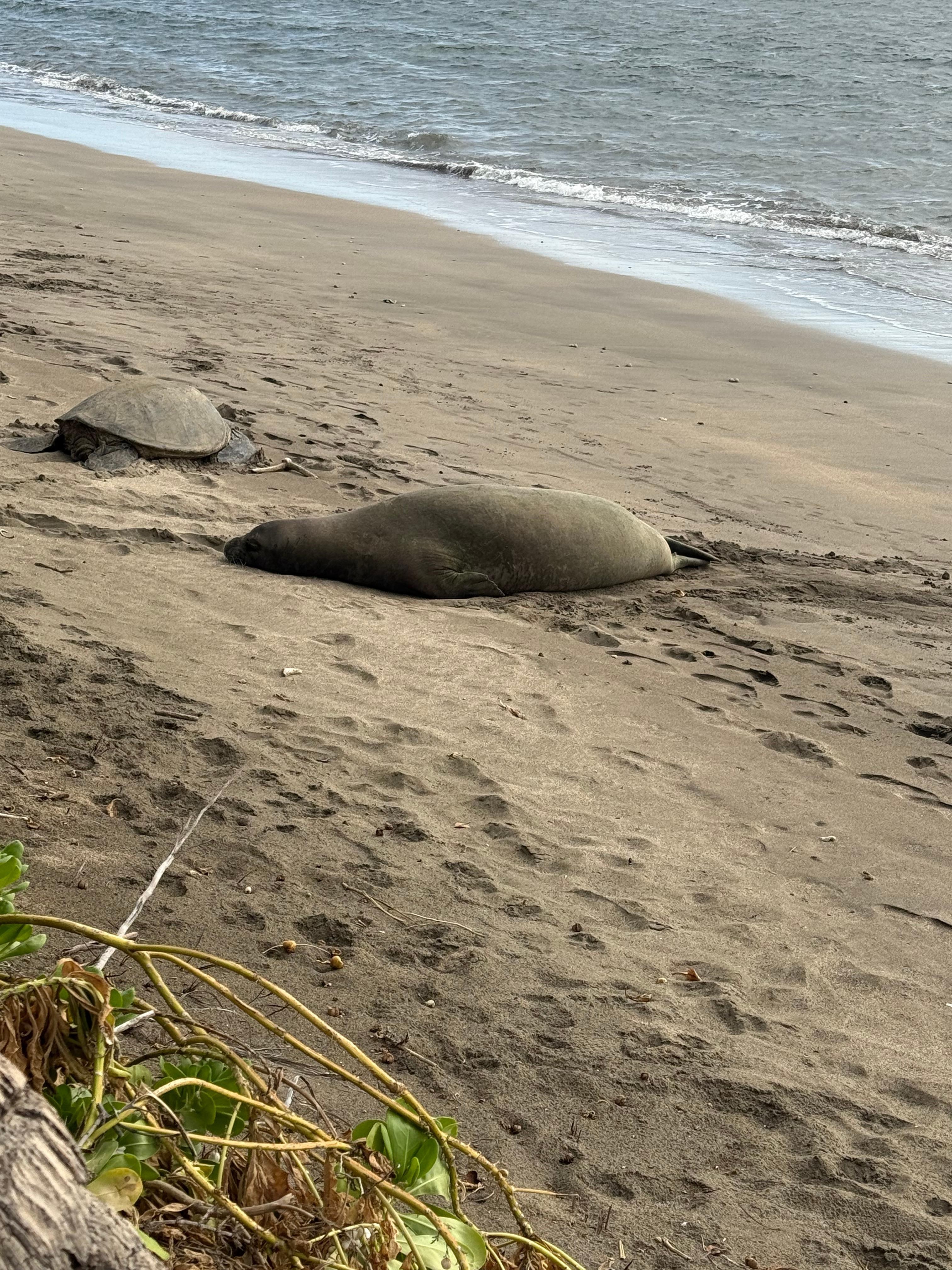 Sea Turtle and Monk Seal seen on the resort beach